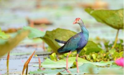 中国稀有的最美水鸟紫水鸡（最常见野生水鸟名字）
