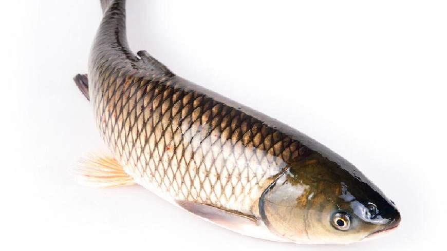 淡水鱼大全图片和名称常见（详解：河里常见的鱼有哪几种）