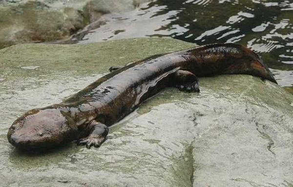 娃娃鱼有灵性不要吃（吃娃娃鱼犯法吗）