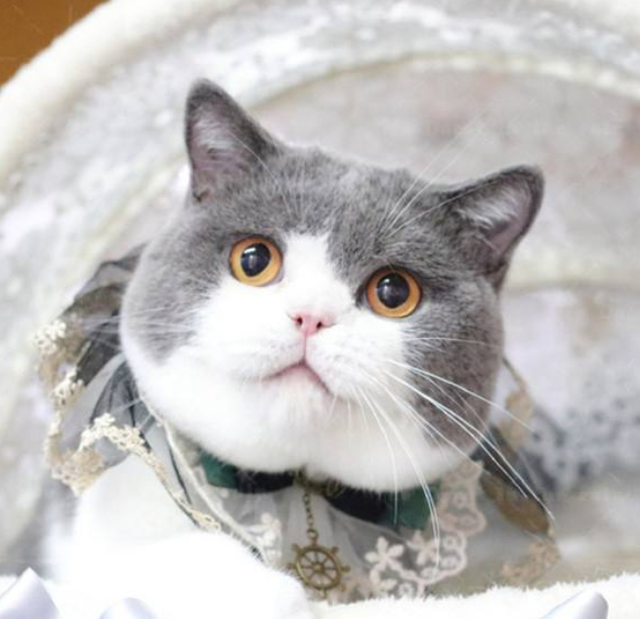 蓝猫和银渐层配出来是什么品种(蓝猫和银渐层配出什么猫)