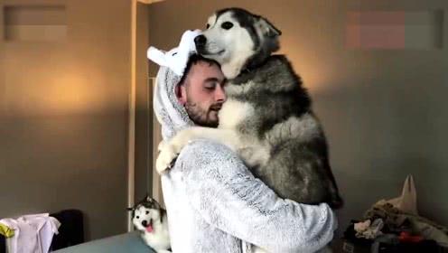 哈士奇对主人有感情吗（哈士奇怎么训练听话的方法大全）