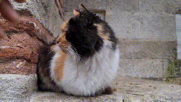 十大有名的中华田园猫（中华田园猫有几种）