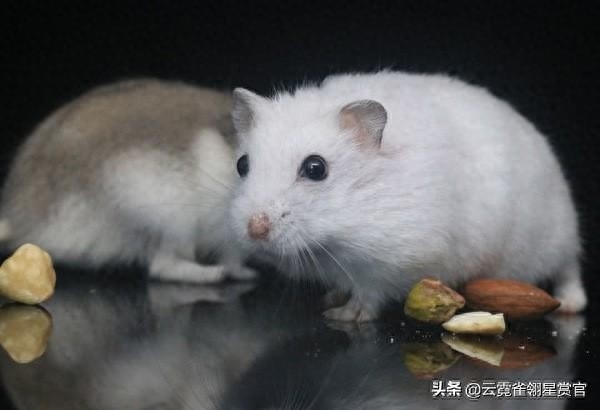 银狐仓鼠与其他两种仓鼠有何不同