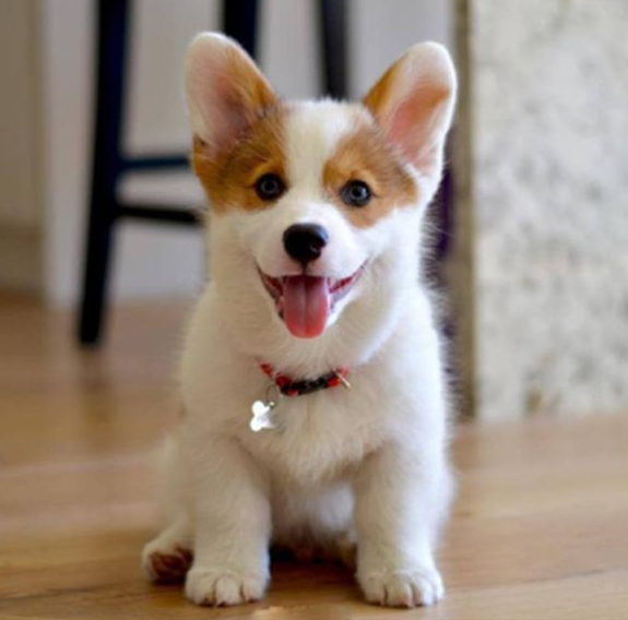 威尔士柯基犬多少钱一只幼崽（威尔士柯基犬的优点和缺点）