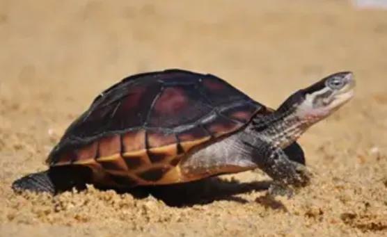 红耳龟冬眠怎么养不会冻死呢（附：乌龟简单的过冬技巧）