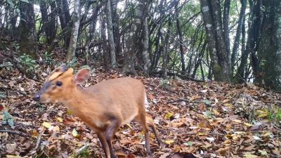 鸟的种类大全及名字拼音(这些动物的名字)