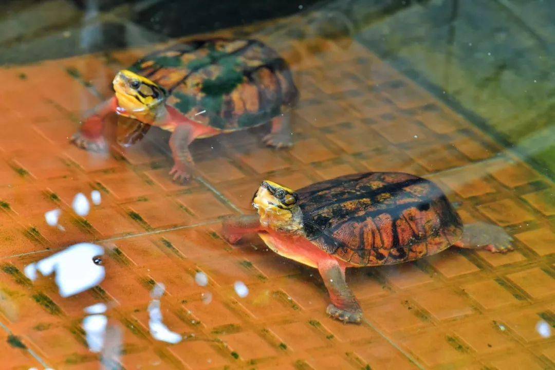 金钱龟怎么养才好（教你饲养好乌龟的环境布置）