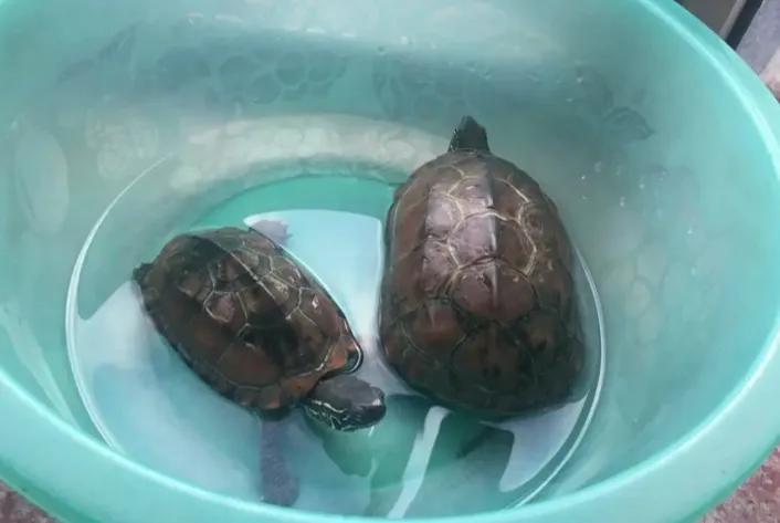 红耳龟冬眠怎么养不会冻死呢（附：乌龟简单的过冬技巧）