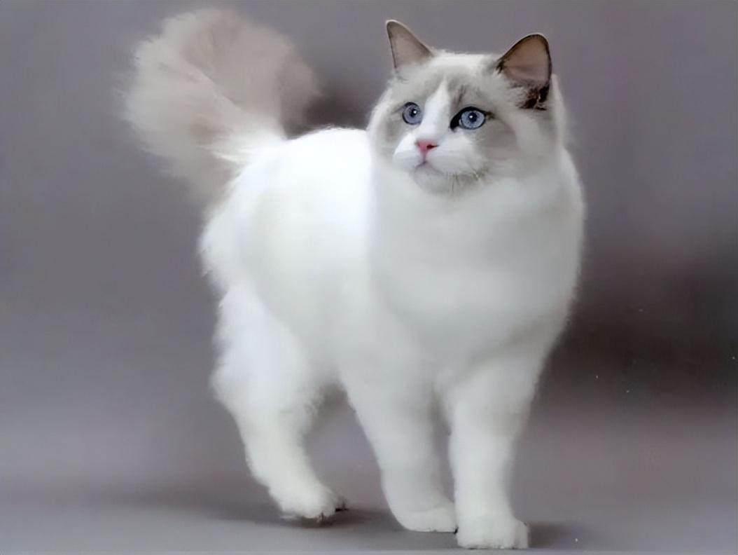 布偶猫眼色素1度到6度哪个好（布偶猫眼睛色素对比图片）