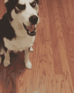 傻狗（正常狗狗与哈士奇的5个对比有多傻）