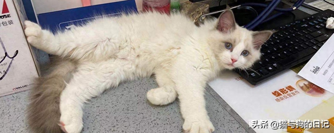 40天的小猫抱走可以养活吗