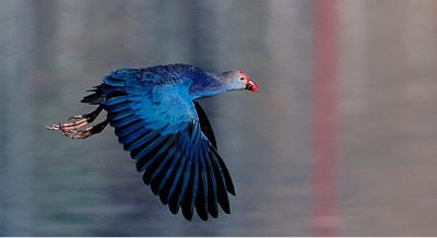 中国稀有的最美水鸟紫水鸡（最常见野生水鸟名字）