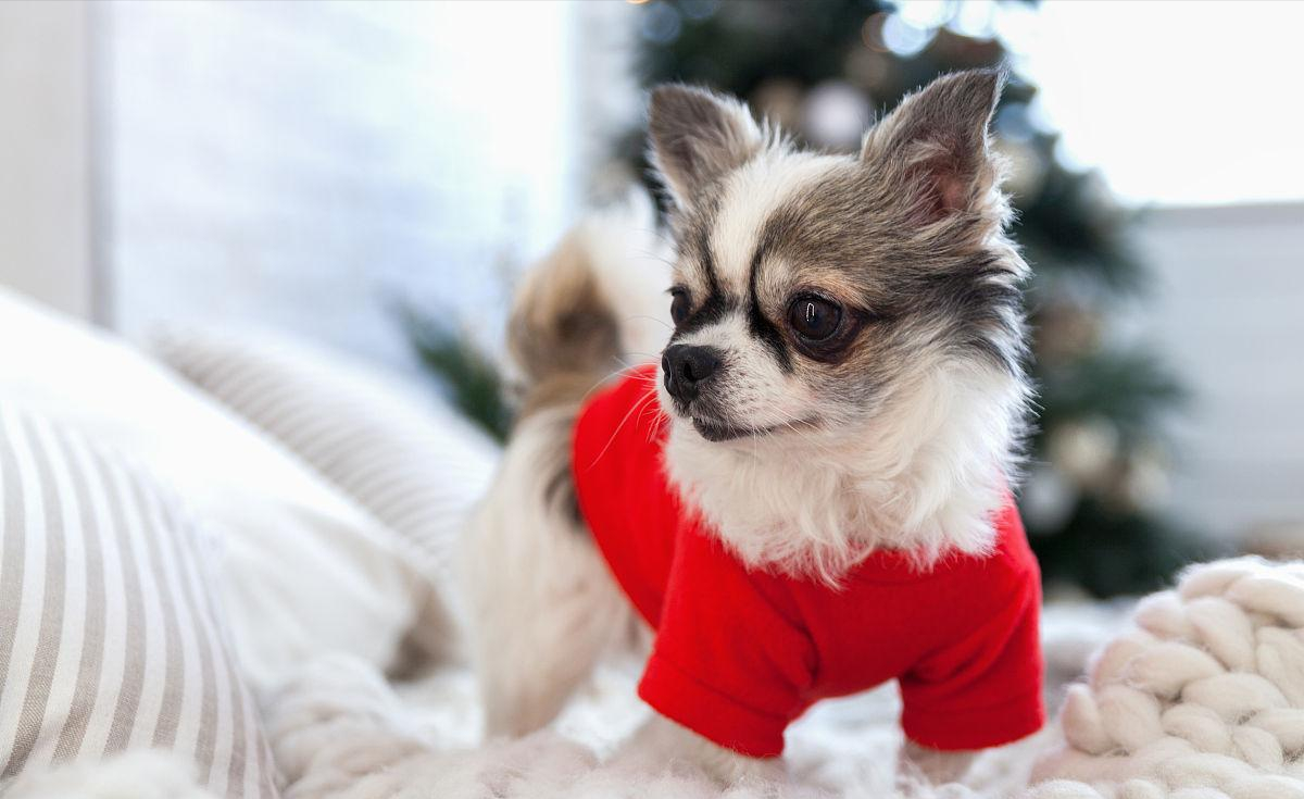 洋气冷门好听的狗名字大全（网上最火的狗的名字大全）