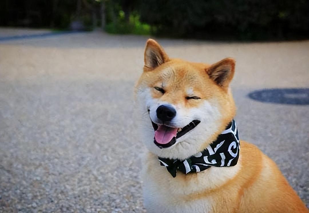 辨别正宗柴犬的6大特征（柴犬如何看品相）