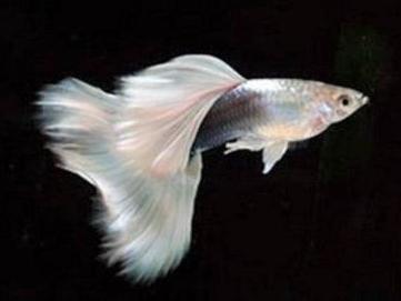 盘点9种适合新手养的鱼（家里适合养什么鱼）