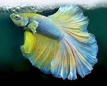 热带鱼怀孕多久能生小鱼儿啊（斗鱼怎么看出是否怀孕了）