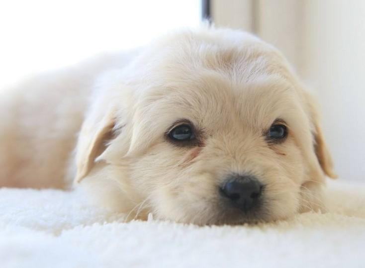 狗名字大全超拽霸气招财（叫得比较顺口狗的名字）