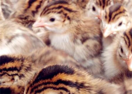 珍珠鸡苗市场价多少一只（珍珠鸡的照片及利润）