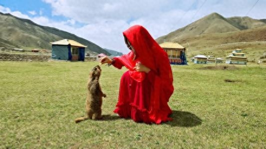 土拨鼠是保护动物吗（附：掏空草场的“大肥鼠”如今已在泛滥）