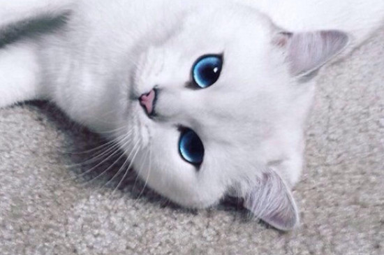 蓝眼白猫有些品种呢（分享三种蓝眼白猫且好处猫咪）