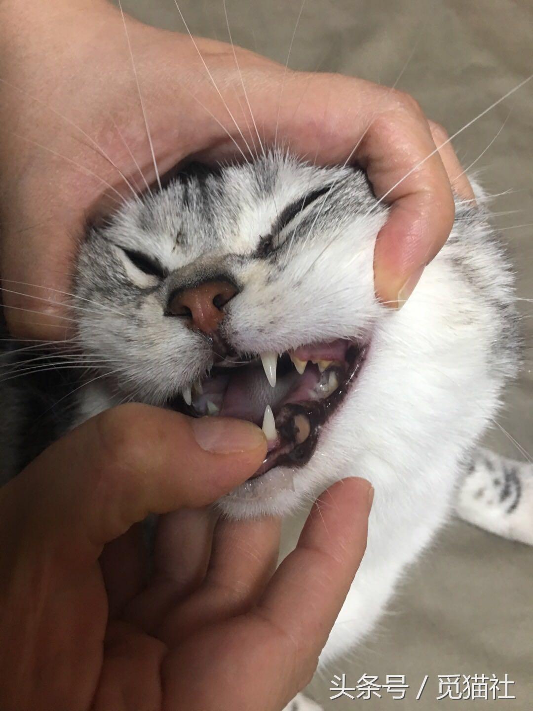 猫吃了一粒人的维生素b2会中毒吗（猫得了口炎还能活多久能自愈吗）