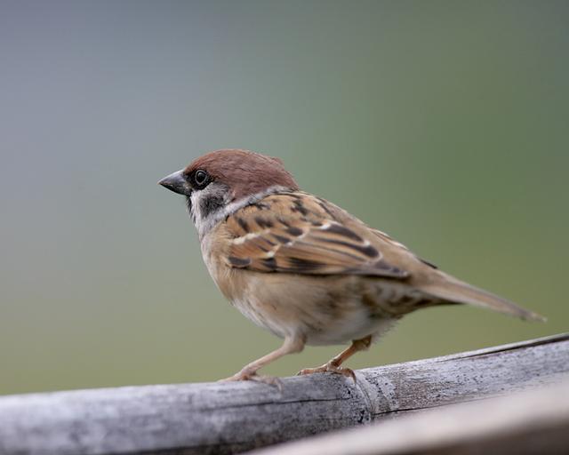 国家保护鸟类图片大全带鸟名（农村鸟的种类名称大全和图片）