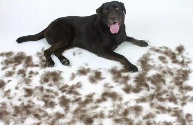 双血统狗是什么意思（双血统拉布拉多价格）