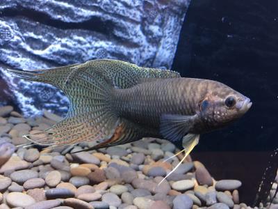 斗鱼鱼吧是什么意思（详解：中国斗鱼怎么养）