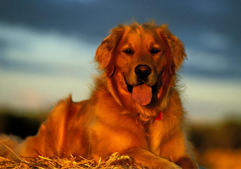 适合家养的狗狗排名