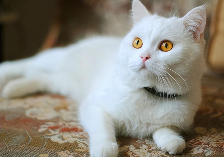 公猫绝育后性格有变化吗（公猫绝育后注意事项及最佳绝育时间）