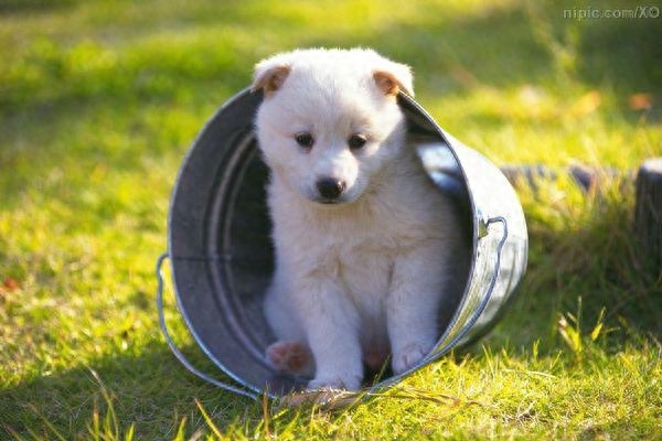 狗死后主人哭它知道吗（附：不想让主人看见自己痛苦的样子）