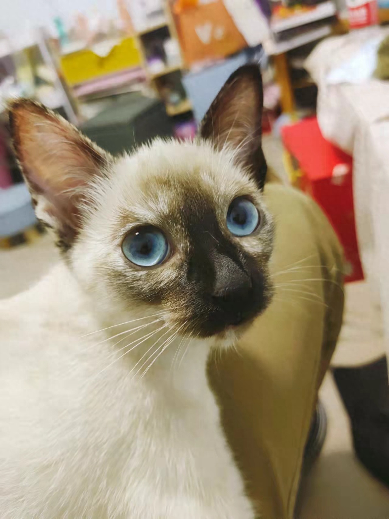 宠物猫陪产要注意的产前征兆有哪些（详解：猫咪临产前的5个特殊征兆）