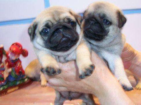 长毛短腿狗有哪些品种（矮脚名狗品种图片大全）