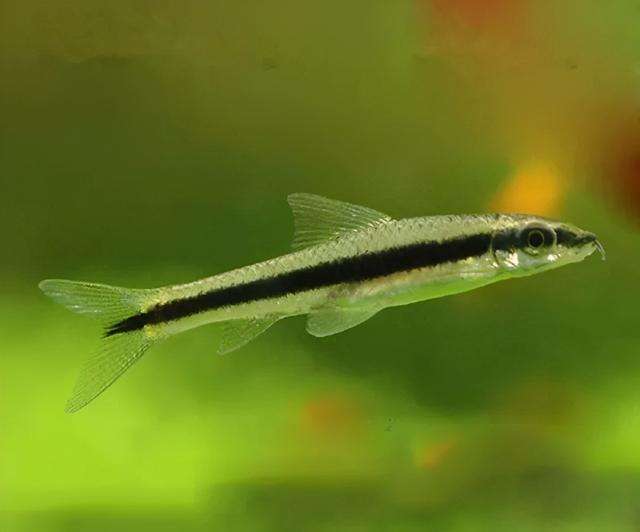 草缸十大首选鱼，总有一类适合你