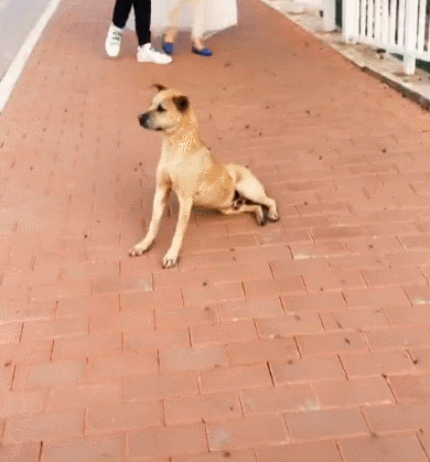 中型犬适合家养的狗及图片（家庭养什么狗狗品种好养又干净）