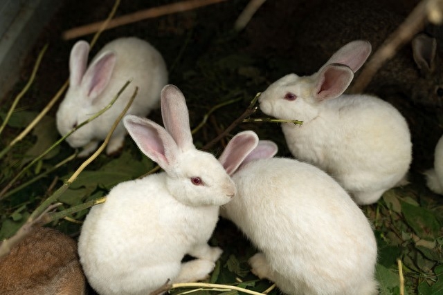 养兔子要注意哪些问题（详解：养殖兔子的人要注意的7个事项）