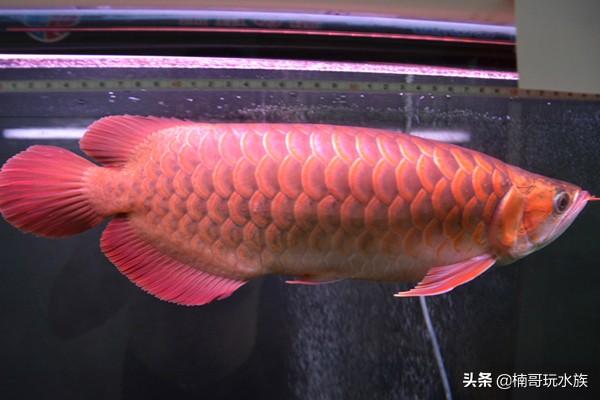 大海龙鱼图片大全大图