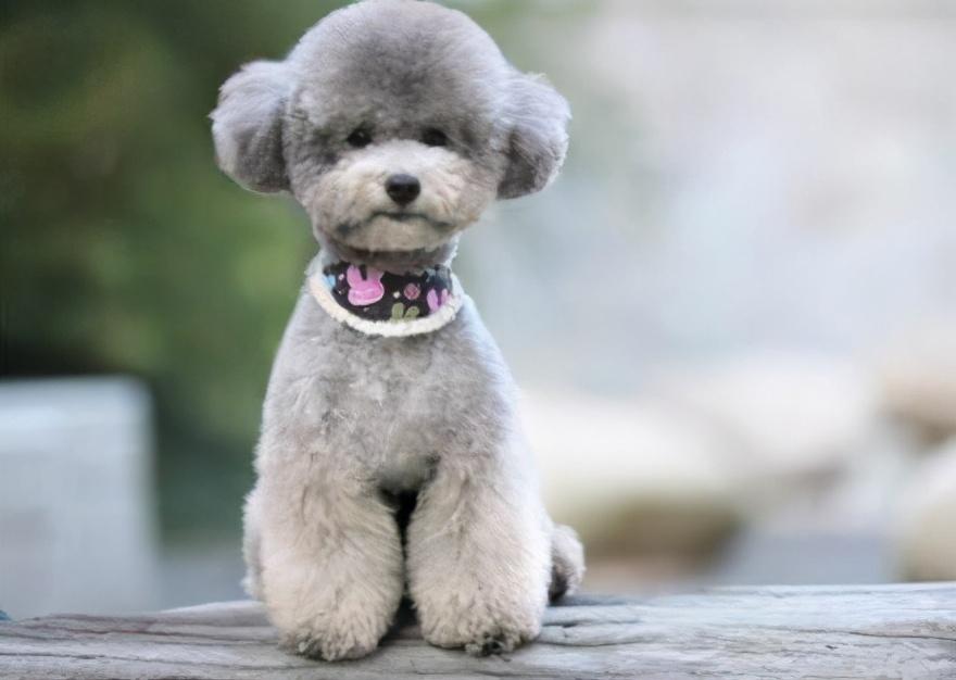 灰泰迪返灰期间禁忌不能吃什么（灰泰迪吃什么帮助返灰）