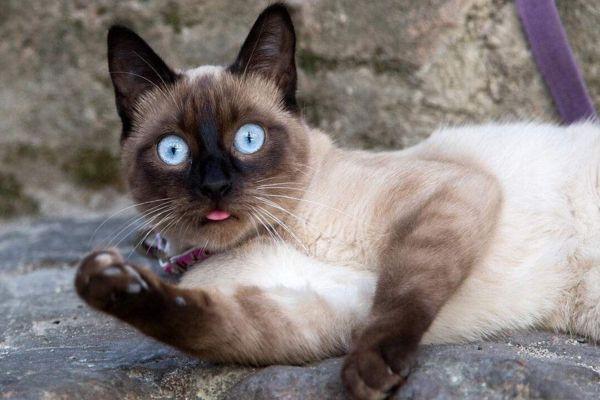 缅因猫只认一个主人吗为什么（缅因猫图片及缅因猫幼崽多少钱一只）