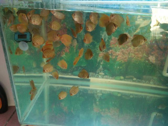 七彩为什么不建议养苗子（七彩鱼的养殖方法和注意事项）