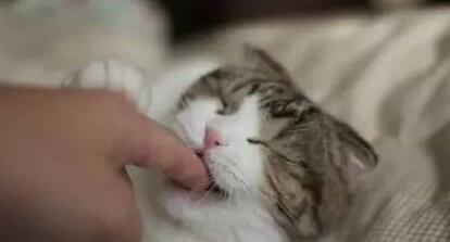 流浪猫围着我转圈蹭腿竖尾巴什么意思（流浪猫蹭我又咬我）