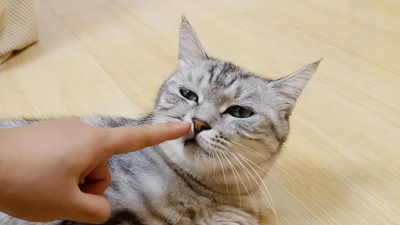 人摸过小猫猫妈妈就不要了吗（盘点和猫咪关系再好也不能做的事）