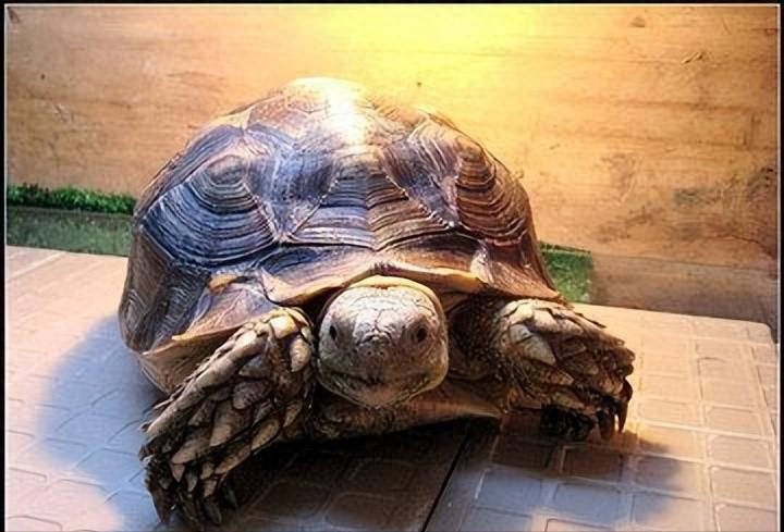 苏卡达陆龟图（12年男子捡到“乌龟”，养了7年发现不对劲）