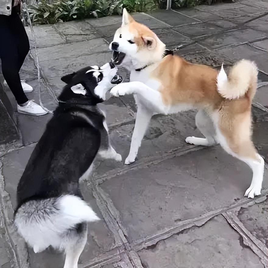 详解不建议养秋田的理由（秋田狗好养吗）