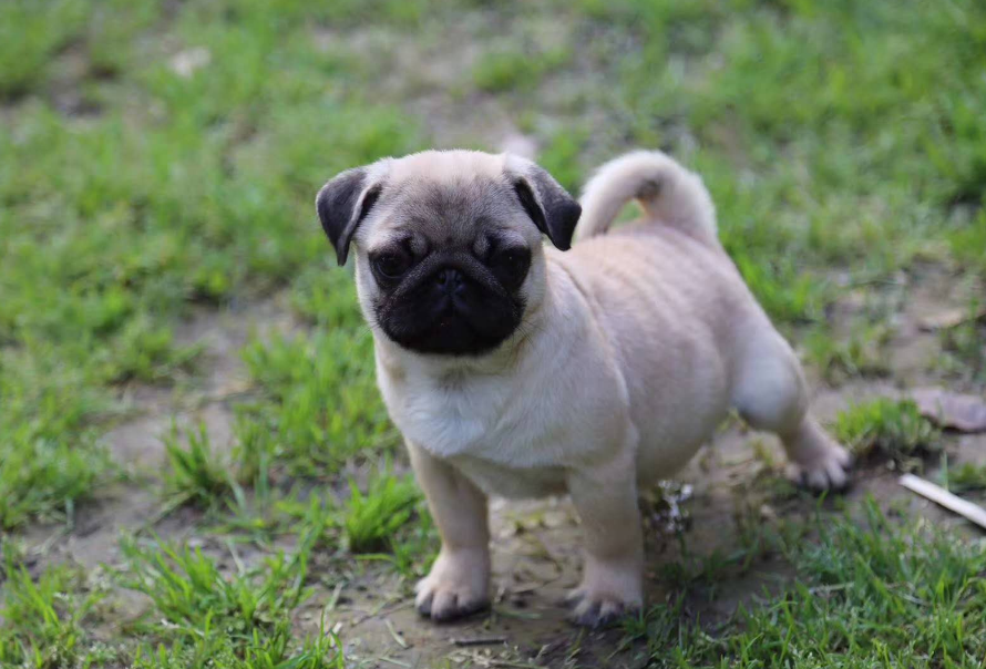 比格犬多少钱一只（附：便宜好看且不易生病的狗含比格犬）