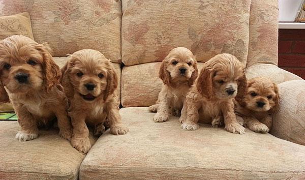 美卡犬图片及成年身高体重（美卡犬目前市场价格）