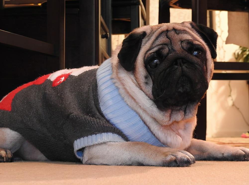 好养的小型宠物犬（适合家养的小型狗有哪些）