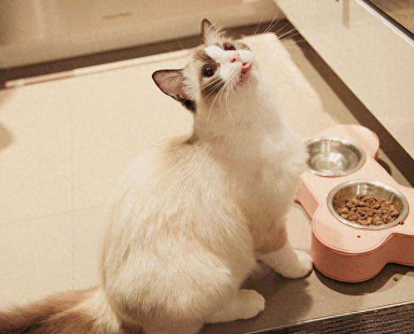 长毛猫拉屎屁股总粘毛怎么办（例：布偶猫为了颜值牺牲了智商）