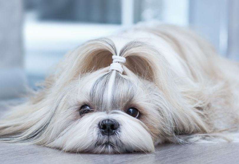 西施犬的图片大合集（详解：有几种颜色的西施犬）