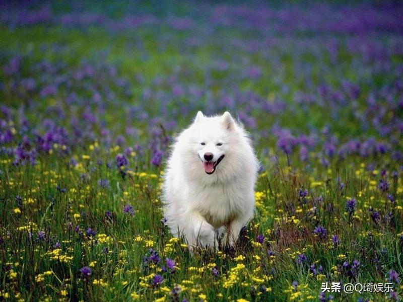 爱斯基摩犬图片大全（附：爱斯基摩犬价格多少钱一只）